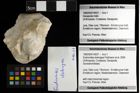 Foto (Objekt + Etiketten) von Eodromites dobrogea (Feldmann et al., 2006) 